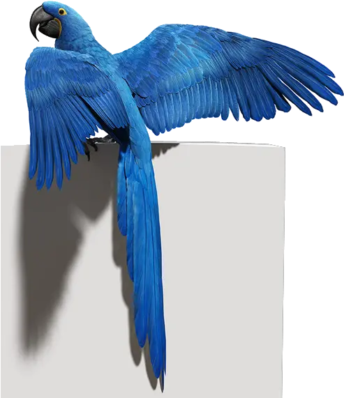 Download Hd Blue Parrot Png Photo Blue Bird Flying Png Parrot Png