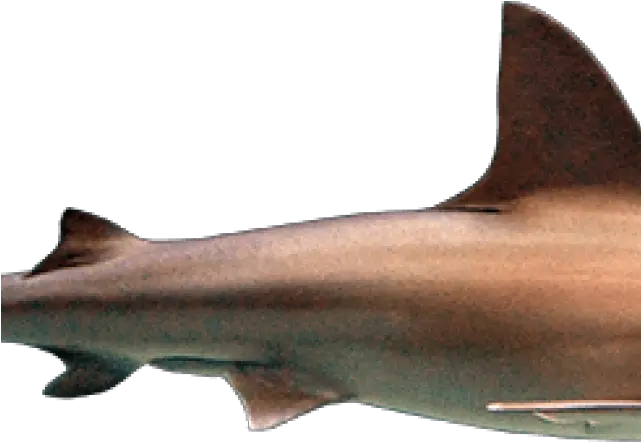 Download Hd Hammerhead Shark Clipart Squaliformes Png Shark Clipart Transparent Background
