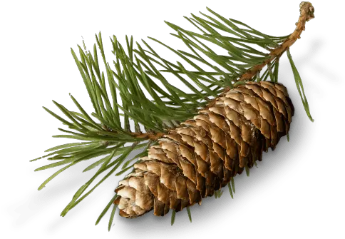 Pine Needles Cone And Conifer Cone Full Conifer Cone Png Pine Cone Png