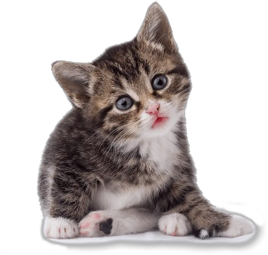 42 Cat Png Image Download Picture Kitten Kitten Png Kitten Png