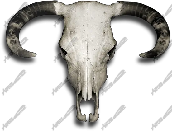 Bull Skull Horn Png Cow Skull Png
