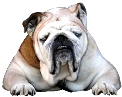 Animal Clip Art Bulldog Png Dog Clipart Png