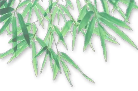 Download Bamboo Leaf Png Photo 055 Free Transparent Png Transparent Png Leaves Shadow Palm Tree Leaves Png