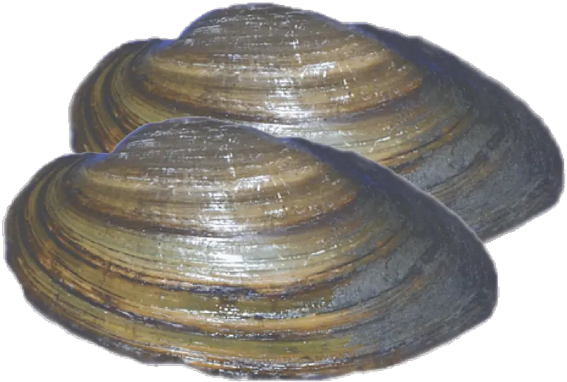 Download Loading Zoom Venerida Png Clam Png