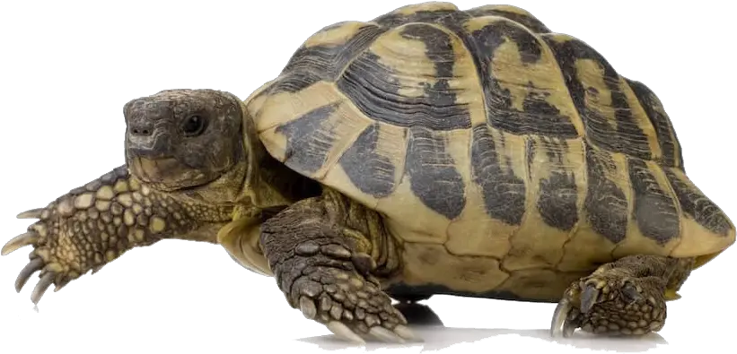 Transparent Turtle Pictures Turtle Png Turtle Png