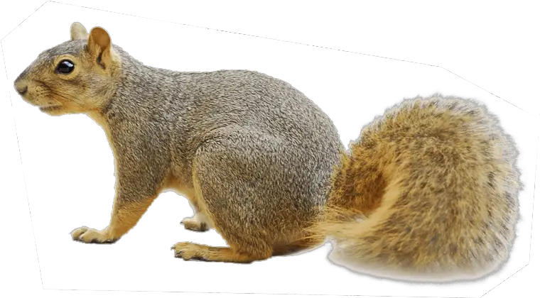 Download Squirrel Png Squirrel Transparent