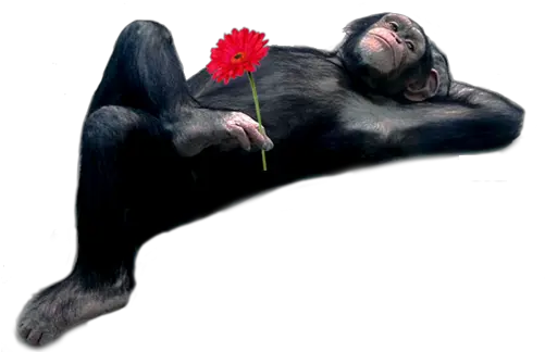 Monkey And Rose Png Official Psds Animal Sleeping Posture Monkeys Ape Png