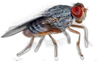 Tripoint Pest Control Many Varieties Are There Of House Flies Png Flies Png