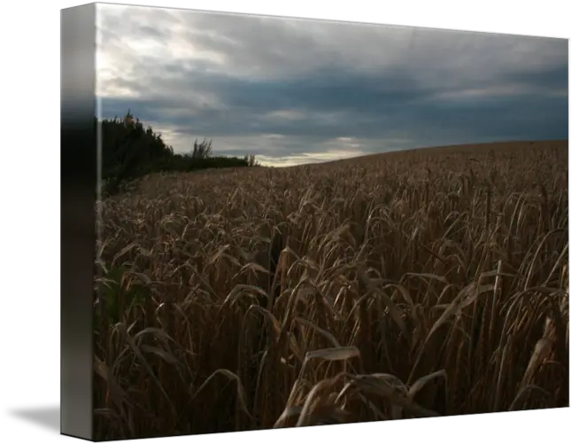 Corn Field By Roberto Dean Png