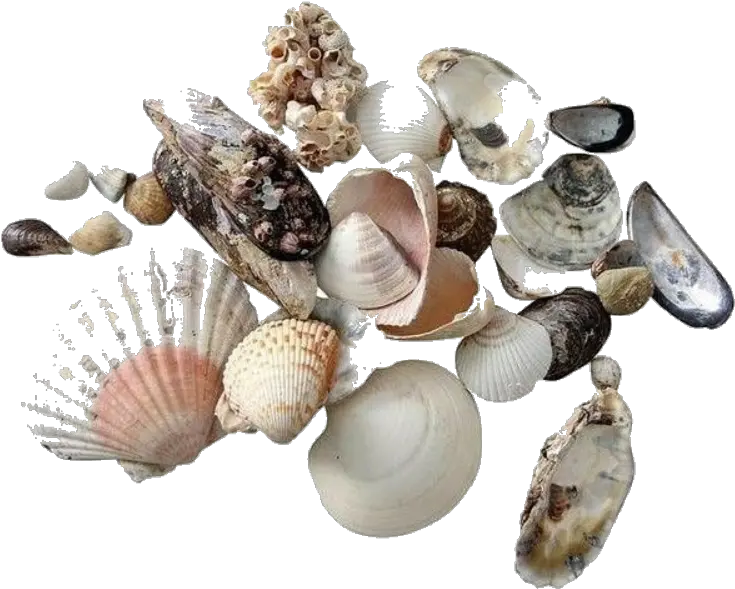 Moodboard Stickers Seashells Sea Sticker By Yogurt Shells Transparent Png Seashells Png