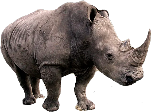 Rhino Transparent Png Rhinoceros Png Rhino Png