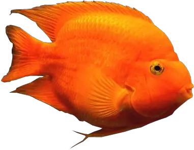 Blood Parrot Fish Transparent Background Aquarium Fishes Orange Fish With No Background Png Fish Png Transparent