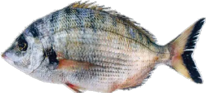 Sharpsnout Seabream Red Seabream Png Bass Fish Png