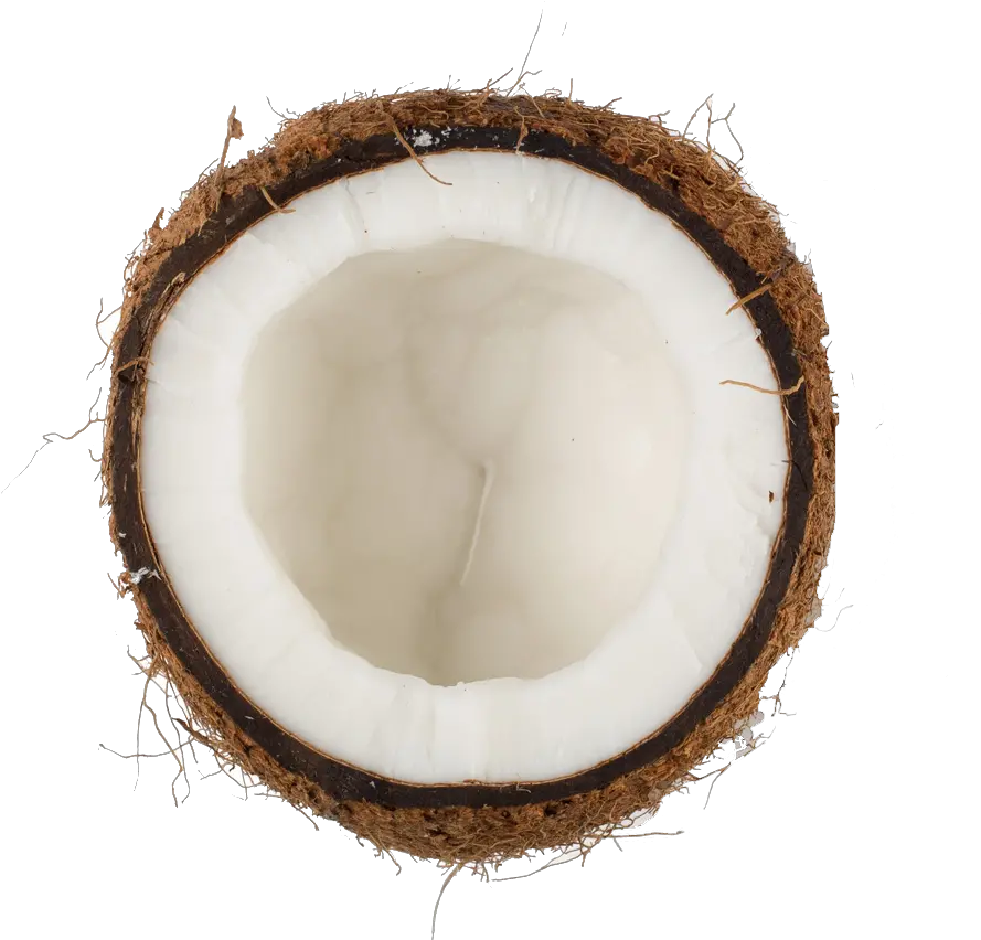 Coconut Transparent File Coconut Png Coconut Transparent