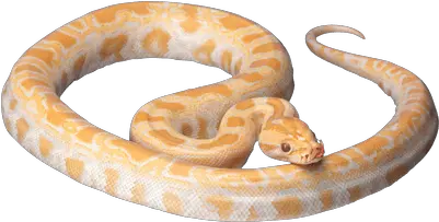 Cobra Snake Head Transparent Png Stickpng White And Orange Snake Snake Clipart Png