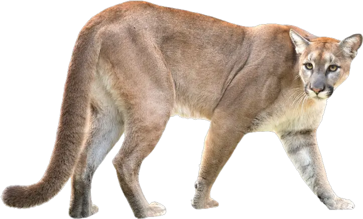 Download Puma Mountain Lion Puma Animal White Background Png Puma Png