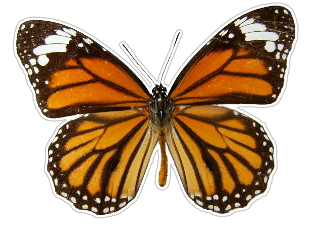 Download Monarch Butterfly Transparent Background Brown And Orange Butterfly Png Butterfly Transparent