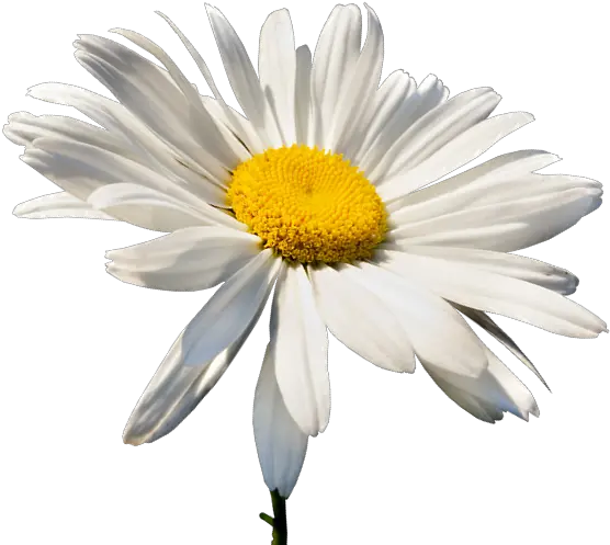 Download Chamomile Oxeye German Bisabolol Manzanilla Roman 2019 Png White Daisy Png