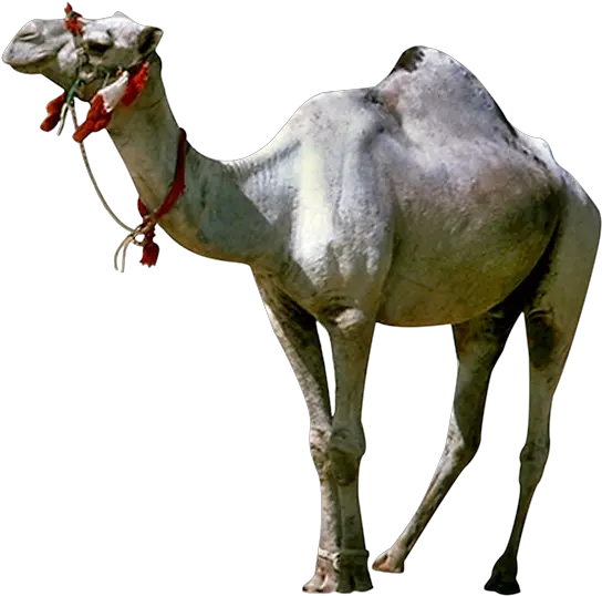 Camel Gif Animated Film Giphy Camel Png Download Animated Gif Camel Gif Camel Transparent