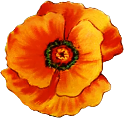 Digital Scrapbooking Flowers Orange Poppy Flower Clipart Png Yellow Flower Transparent Background