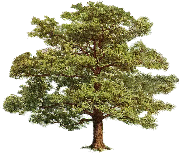 Free Transparent Tree Cliparts Tree Clip Art Png Tree Clipart Transparent Background