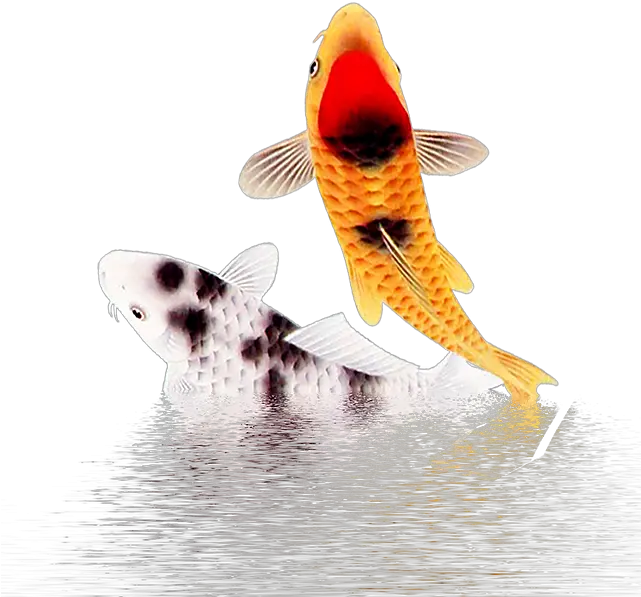 Fish Png Images Fish Koi Fish Png