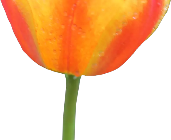 Orange Flower Clipart Transparent Background Flower Png Tulip Flower Clipart Transparent Background