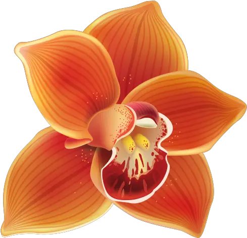 Orange Orchid Png Clipart Orange Orchid Clipart Orchid Png