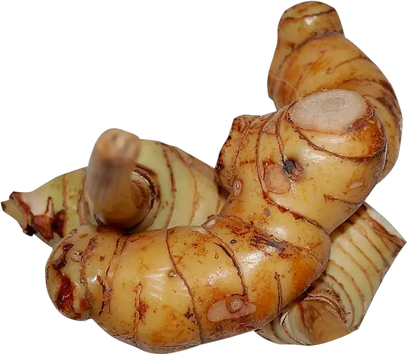 Galangal Png Image Purepng Free Transparent Cc0 Png Galangal Png Worm Transparent Background