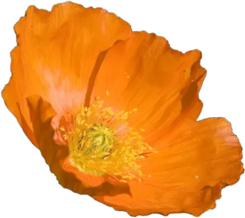 Begonia Drawing Poppy Transparent Png Orange Poppy Flower Poppy Png