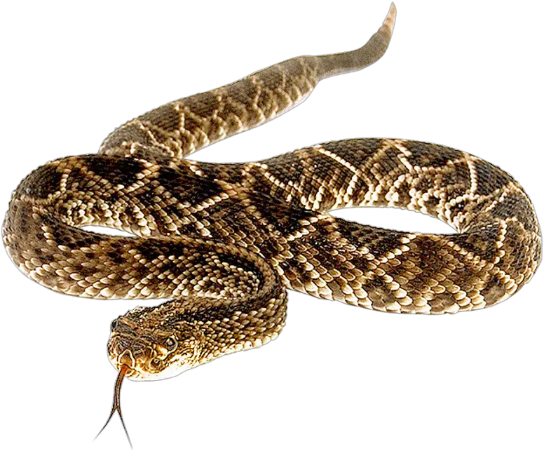 Snake Png Transparent Image Diamondback Rattlesnake Transparent Background Snake Png Transparent