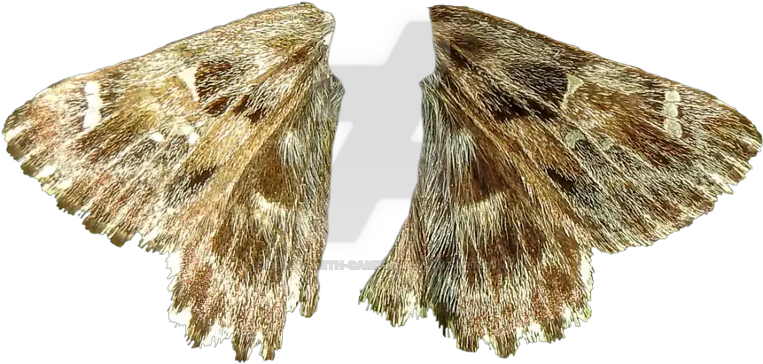 Transparent Moth Wings Moth Wings Png Transparent Moth Transparent Background