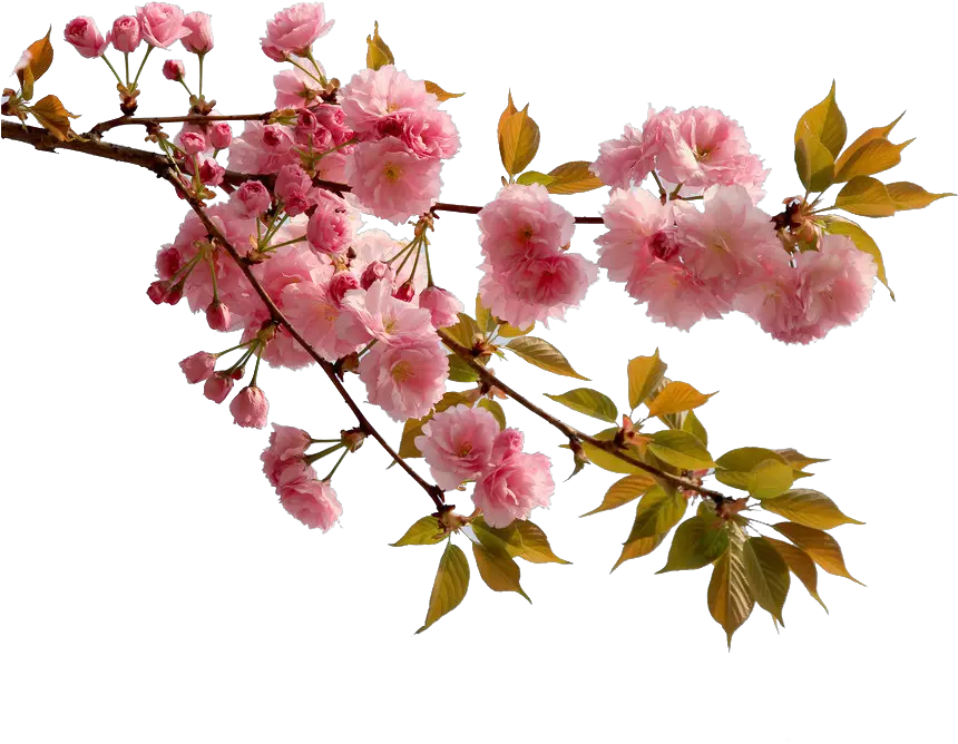 Cherry Blossom Flower Peach Real Sakura Flower Png Cherry Blossoms Png