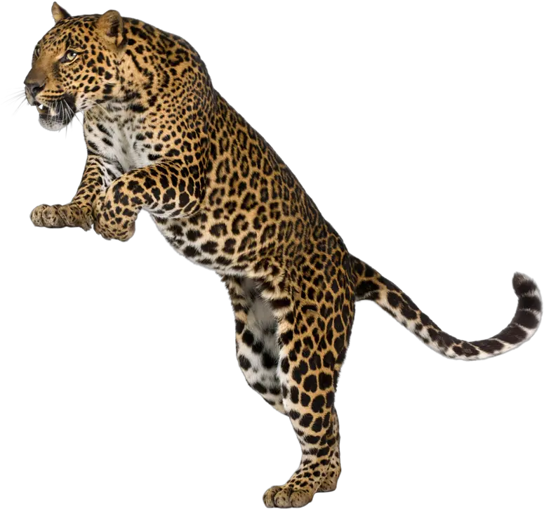 Leopard Cheetah Felidae Wall Decal Leopards Png Download Serengeti National Park Leopard Png
