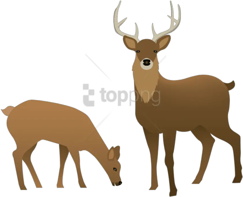 Png Stag And Doe Images Transparent Deer Clip Art Transparent Deer Transparent Background