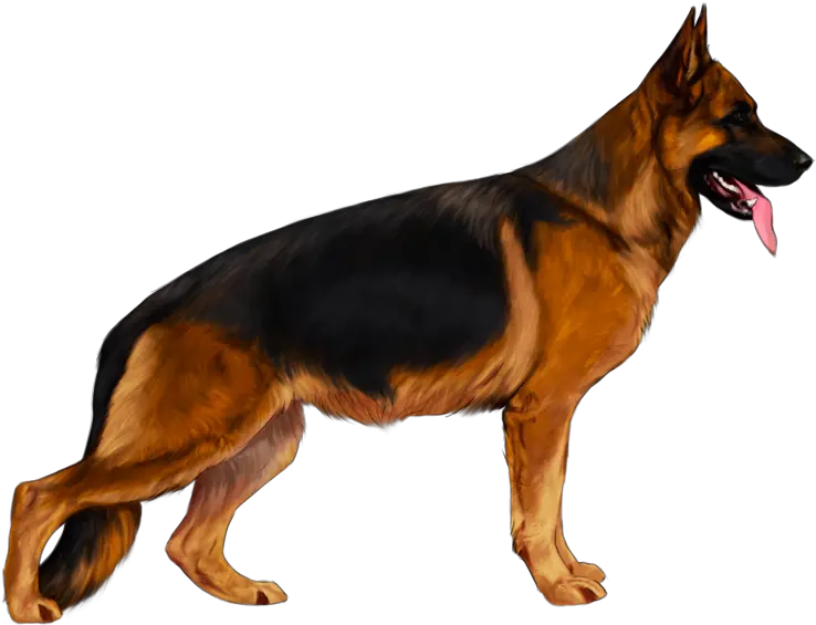 All About Keeping A German Shepherd German Shepherd Dog Png German Shepherd Png