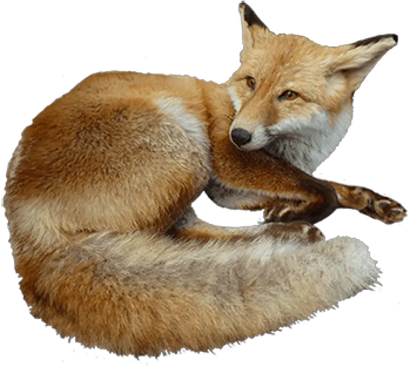 Tags Fox Free Png Images Starpng Transparent Realistic Animal Clipart Fox Transparent Background