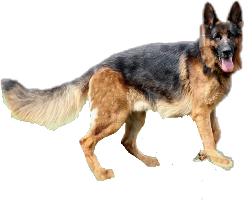 German Shepherd Pngs Transparent Png Draw German Shepherd Dog German Shepherd Png