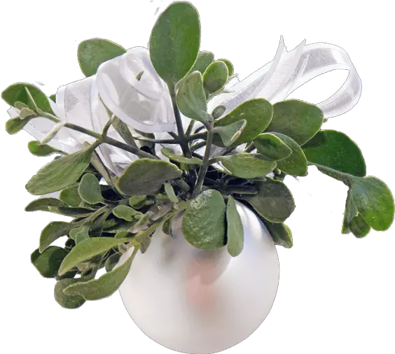 Download Hd Real Mistletoe Png Mistletoe Artificial Flower Mistletoe Png