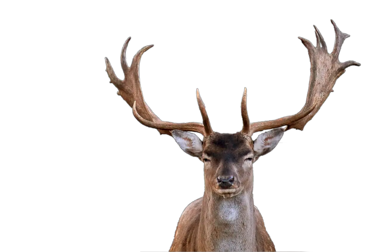 Hirsch Fallow Deer Antler Free Image On Pixabay Deer Head Png Deer Skull Png