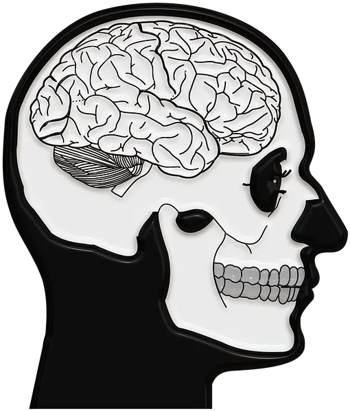 Free Photo Skull Brain And Crossbones Death Coils Focus Understanding How The Brain Works Answer Key Png Skull And Crossbones Transparent Background