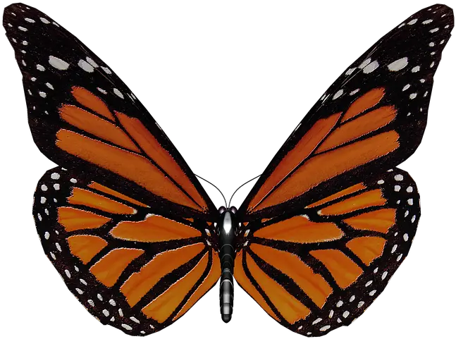 Butterfly Wings Garden Monarch Butterfly Png Transparent Butterfly Wings Png png