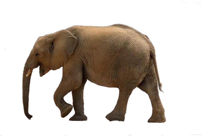 Baby Elephant Png Picture Baby Elephant Png Transparent Baby Elephant Png png