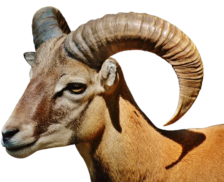 Aries Wild Free Running Wildlife Free Photo On Pixabay Wild Goat Png Aries Png