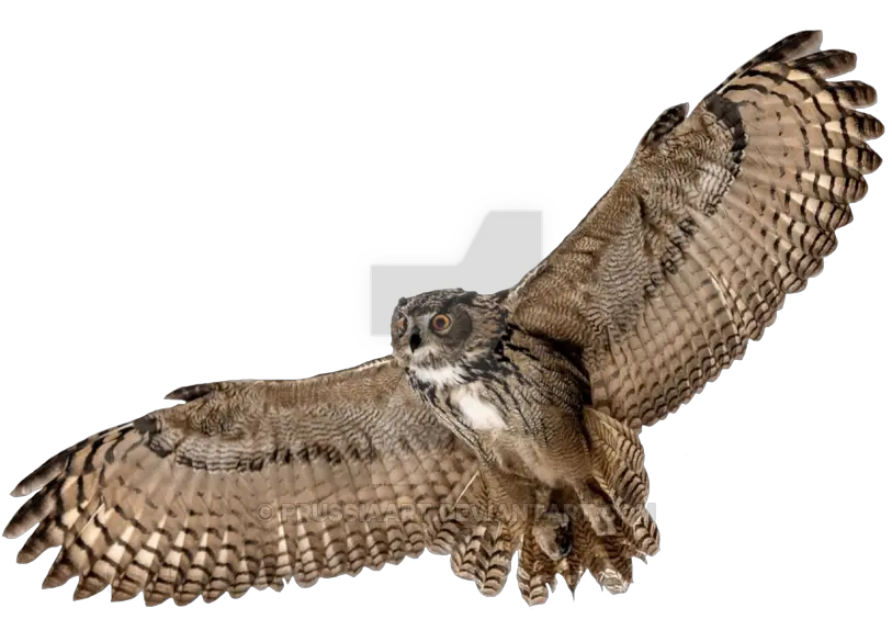 Download Hd Barn Owl Png Picture Flying Owl Transparent Background Owl Transparent Background