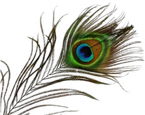 Family Therapy Peacock Bird Eye Images 3124 Peacock Feather High Resolution Png Peacock Feather Png