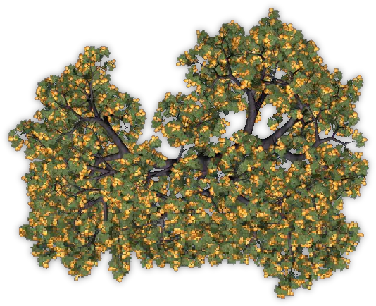 Fruit Trees Top View Png Image Apricot Tree Png Trees Top View Png