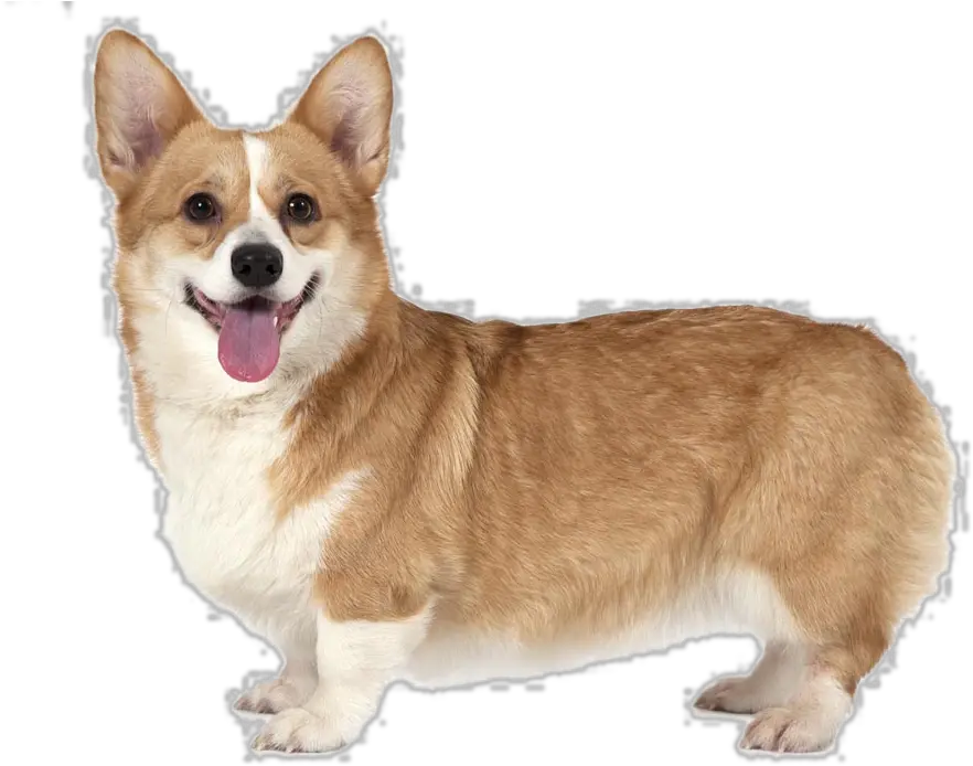 Pembroke Welsh Corgi Pet Pembroke Welsh Corgi Png Puppy Transparent Background