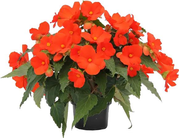 Orange Begonia Plant Transparent Image Png Background