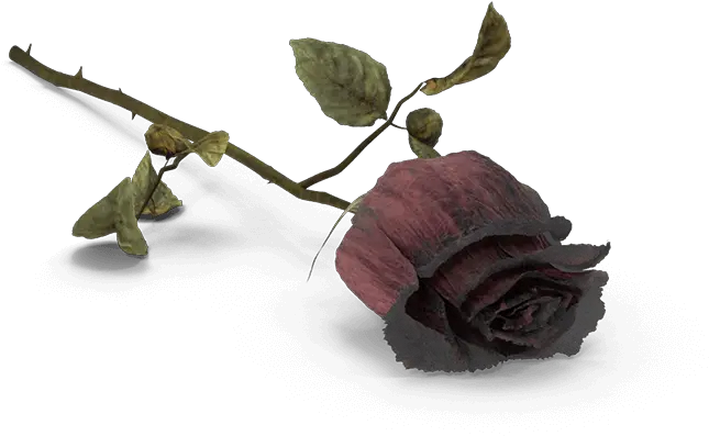 Death Flower Transparent Png Clipart Transparent Dead Rose Png Dead Flowers Png